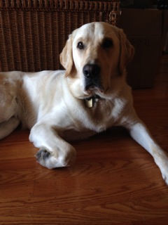 Dan the dog