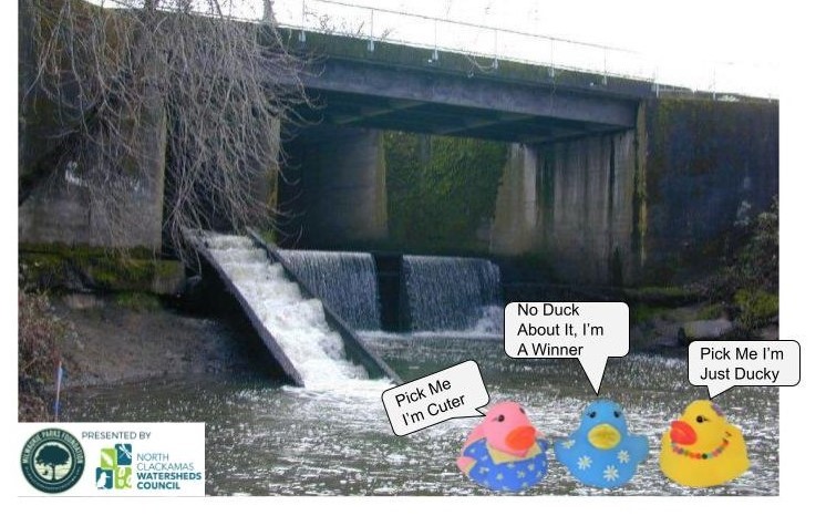 Duck Race
