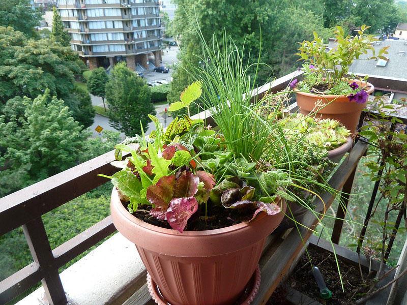 Containers with plants and veggies