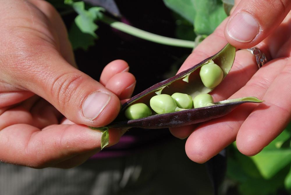 Hands holding pea seeds