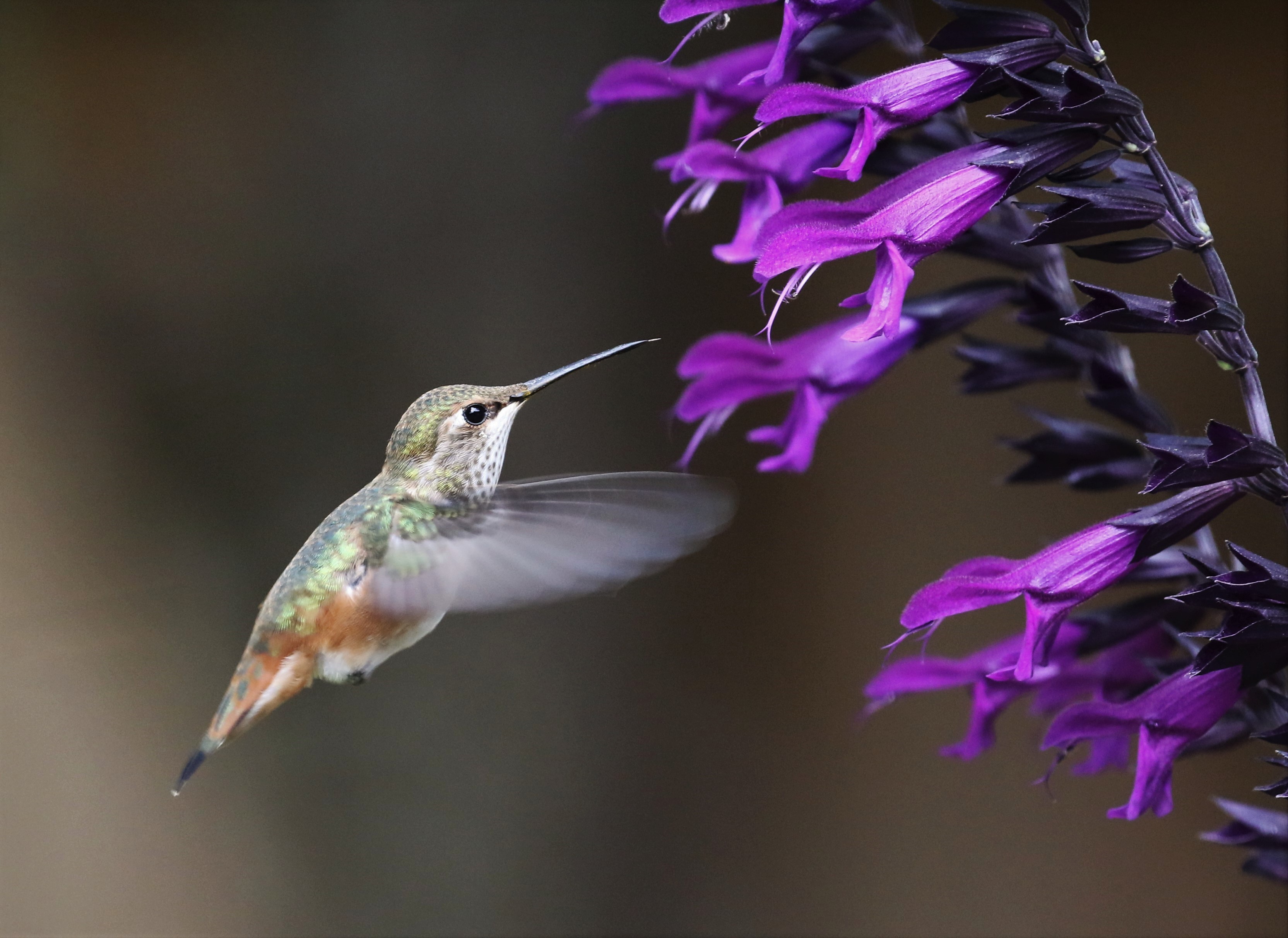 Hummingbird and Flower