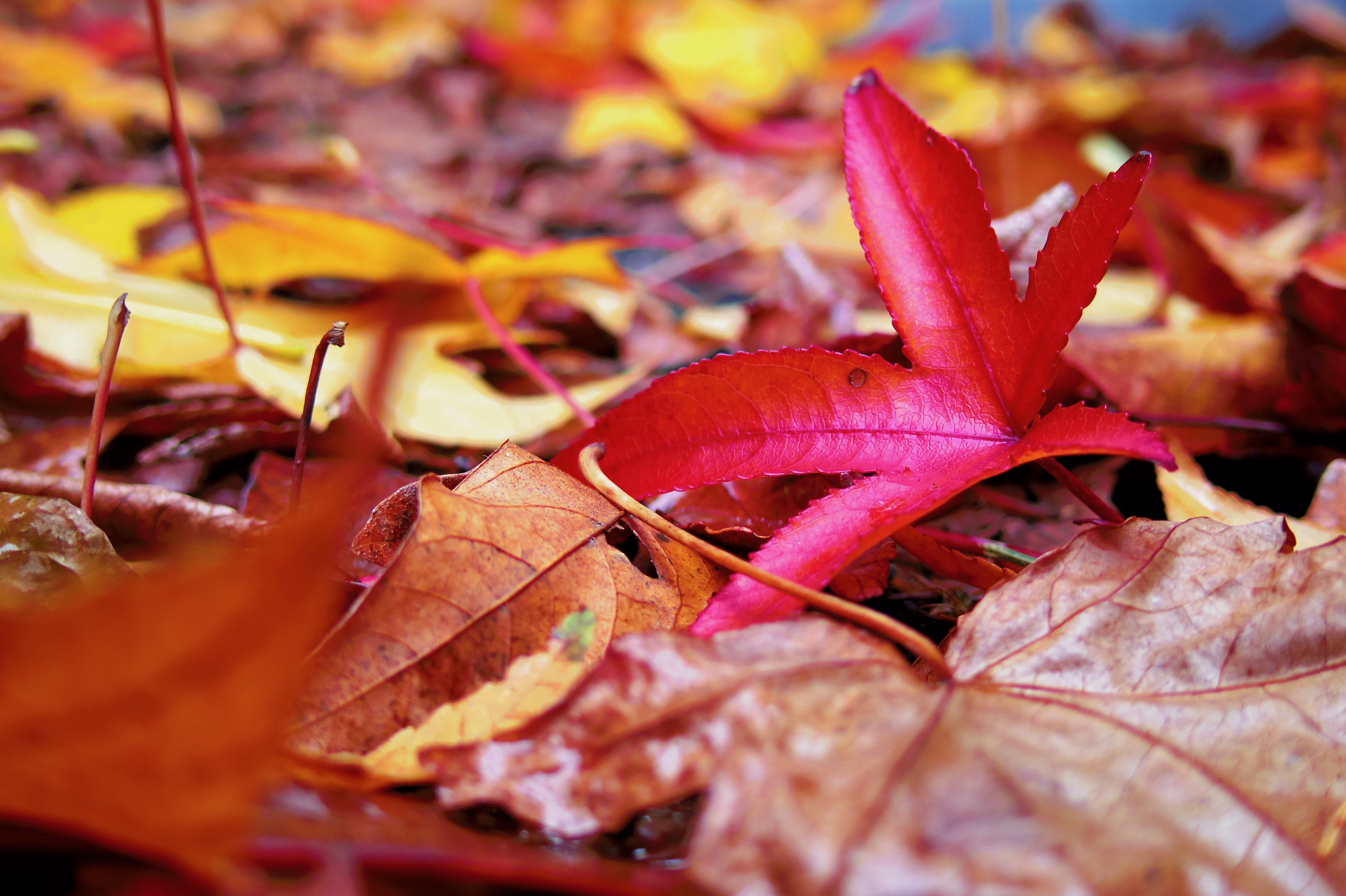 Fall leaves on the ground