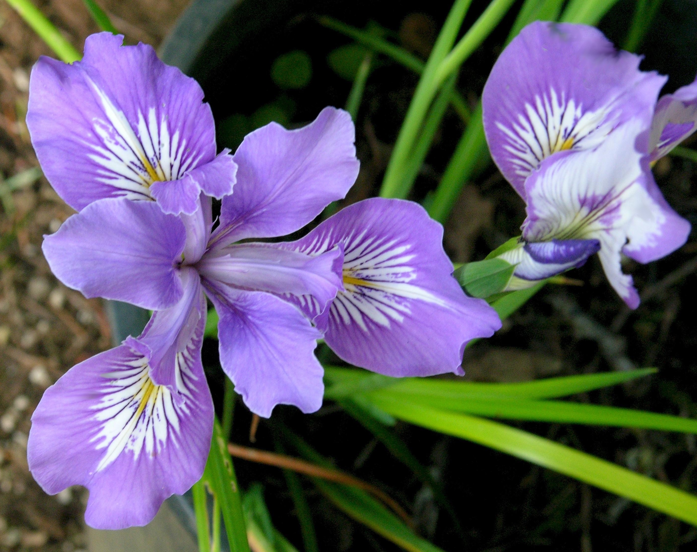 Oregon Iris