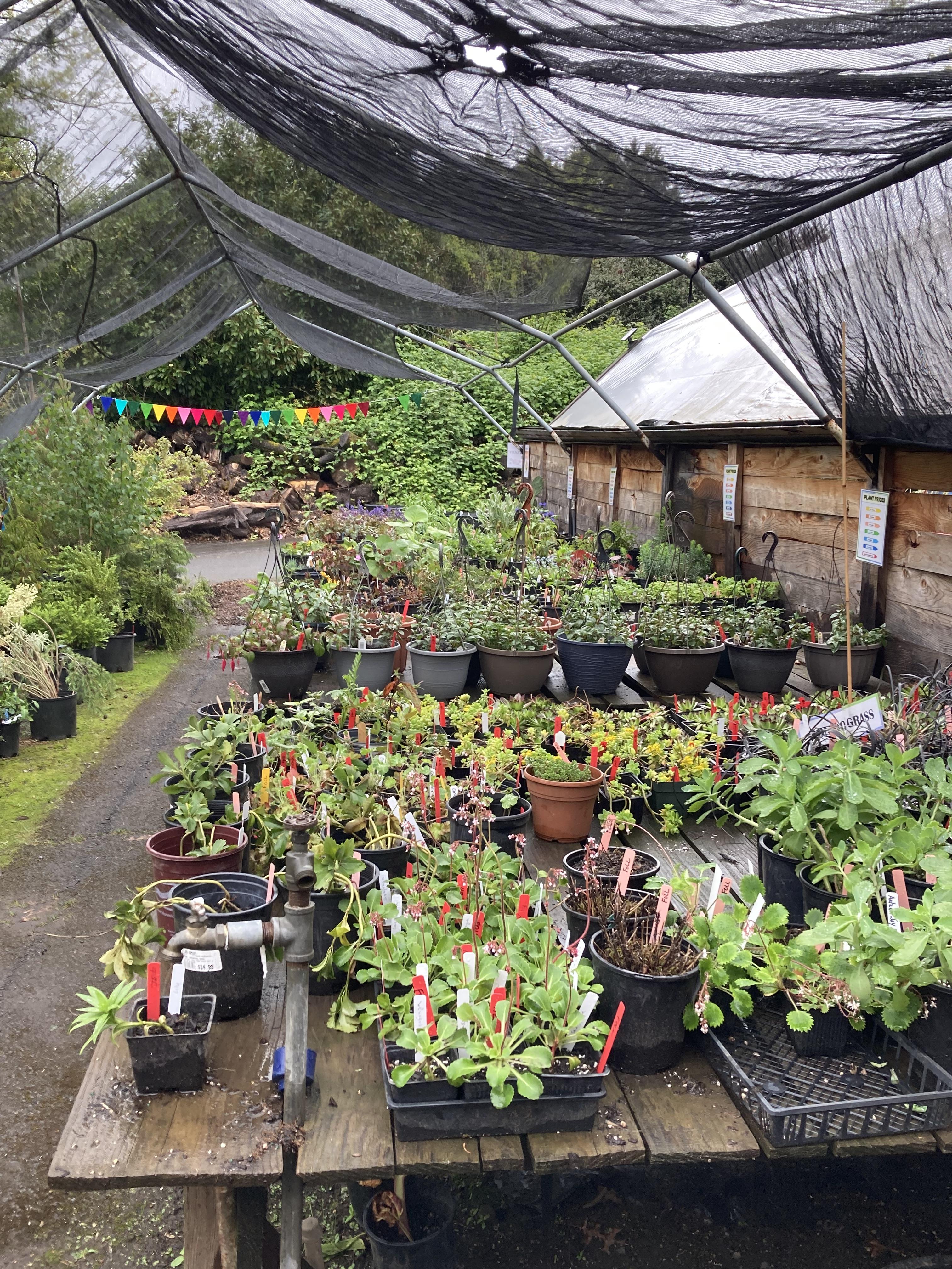 nursery with plants