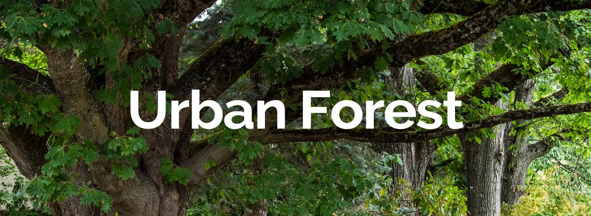 Urban Forest banner with trees