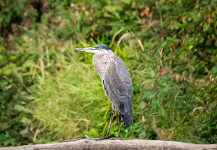 blue heron on a branch in the water