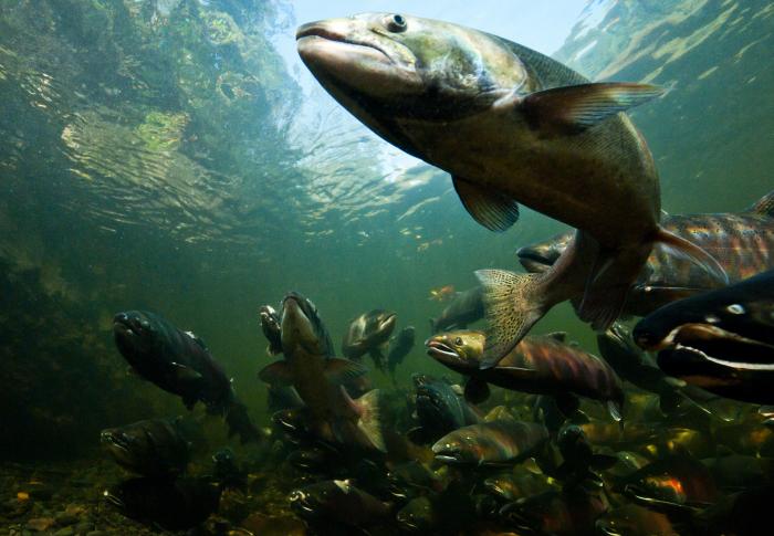 school of salmon swimming in stream