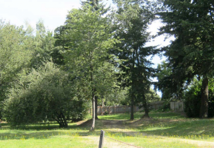 Grassy field with trees