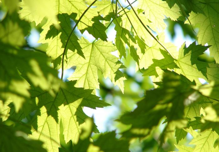 Tree leaves