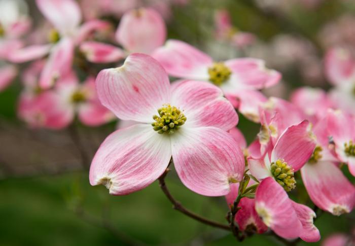 Dogwood flower