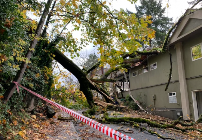 Fallen tree in road