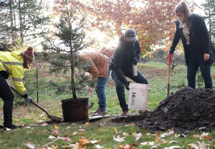 Tree planting