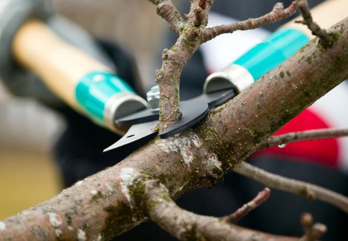 Tree pruning