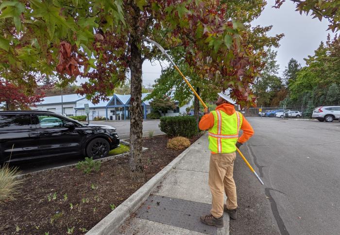 person trimming a tree