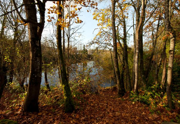 An image of trees in dogwood park - leaves are on the ground and the sun is shining behind the trees. 