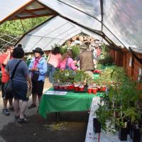 Plant Sale