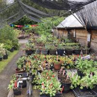nursery with plants