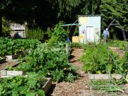 Providence Community Garden