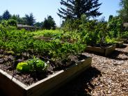 Providence Community Garden