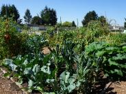 Campbell Community Garden planting beds