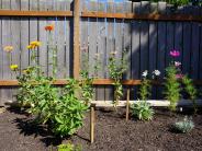 Campbell Community Garden flowers