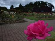 Sara Hite Memorial Garden by Forest Burdette