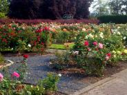 Sara Hite Memorial Garden by Pamela Gulley