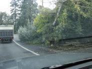 Vegetation Blocking Bike Lane and Traffic Sign 