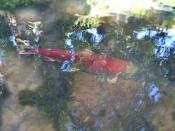 Upper Mt Scott Creek Salmon
