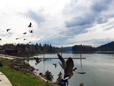 Milwaukie Bay Park with Canada geese in flight
