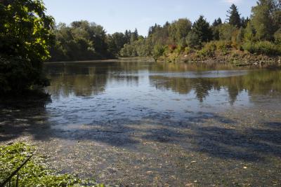 Kellogg Lake