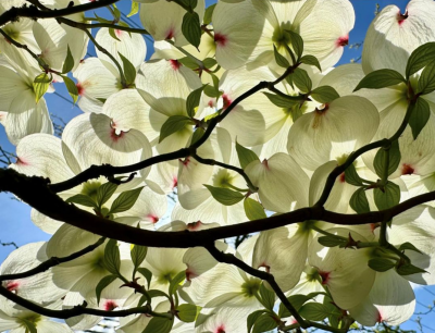 2024 Dogwood Day Photo Contest Winner