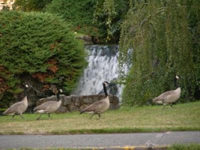 geese