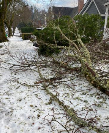 Tree debris on snow from a winter storm