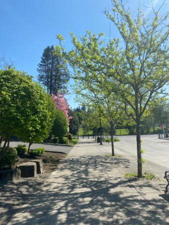 An image of trees growing next to a street