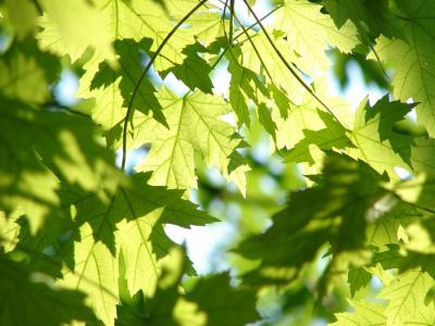 Tree leaves