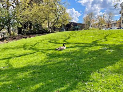 Scott Park with a solitary Canada goose