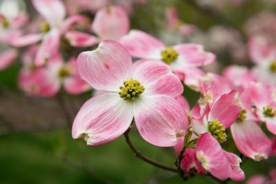 Dogwood flower