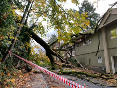 Fallen tree in road