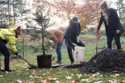 Tree planting