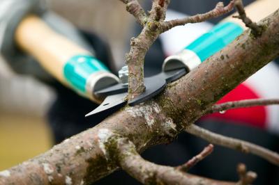 Tree pruning