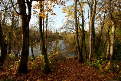 An image of trees in dogwood park - leaves are on the ground and the sun is shining behind the trees. 