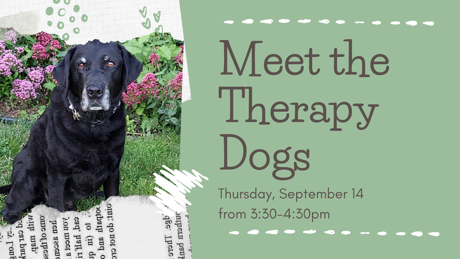 Meet the Therapy Dogs